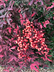 Photo 2 of Nandina domestica