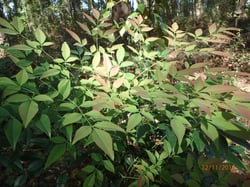 Photo 6 of Nandina domestica