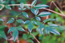 Photo 4 of Nandina domestica
