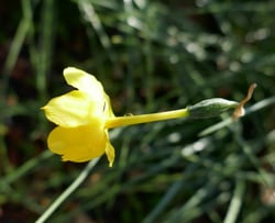 Photo 9 of Narcissus jonquilla