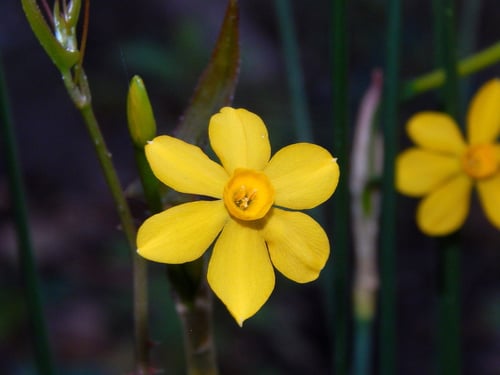 Photo 1 of Narcissus jonquilla
