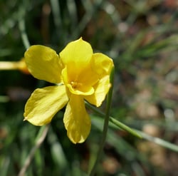 Photo 8 of Narcissus jonquilla