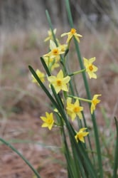 Photo 2 of Narcissus jonquilla
