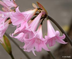 images/plants/narcissus-spp/340d9146459e5e317d8bd39625a1ec56