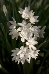 images/plants/narcissus-spp/3b7db25a43a17427ad725c769abea62f