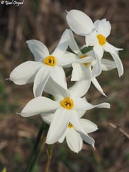 images/plants/narcissus-spp/867b719680005b52aa50c43c7919c923
