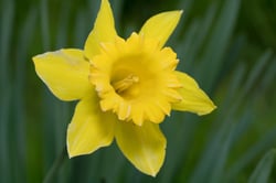 images/plants/narcissus-spp/9d5bc3dcb3e416c61775288dbd73ba31