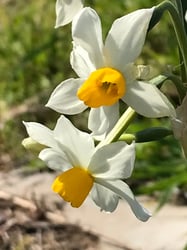 images/plants/narcissus-spp/c48a665523d480081b9893832e11810e