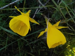 images/plants/narcissus-spp/c9b91242c9d95d1a73c91c063f33b8f1