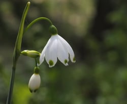 images/plants/narcissus-spp/db8eb42c3302e792568dc27800671b35