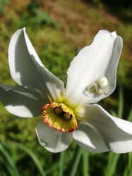 images/plants/narcissus-spp/fc08cfe007d12b2a4c324a4976eb4270