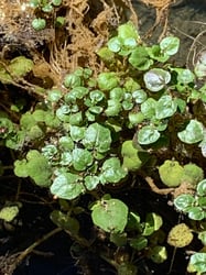 Photo 3 of Nasturtium officinale