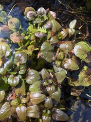 Photo 2 of Nasturtium officinale