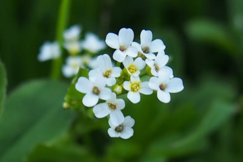 Photo 1 of Nasturtium officinale