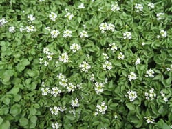 Photo 4 of Nasturtium officinale