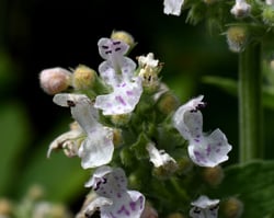 Photo 2 of Nepeta cataria