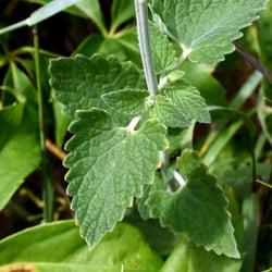 Photo 3 of Nepeta cataria