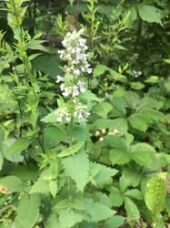 Photo 6 of Nepeta cataria