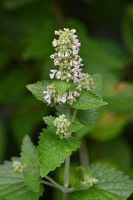 Photo 1 of Nepeta cataria