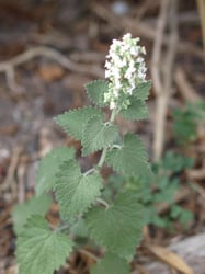 Photo 5 of Nepeta cataria