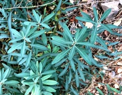 Photo 6 of Nerium oleander