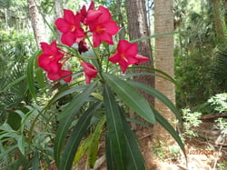 Photo 7 of Nerium oleander