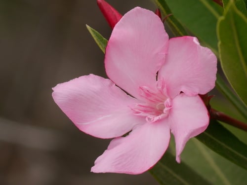 Photo 1 of Nerium oleander
