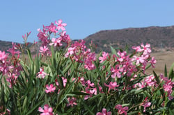 Photo 3 of Nerium oleander