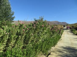 Photo 5 of Nerium oleander