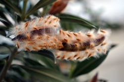 Photo 4 of Nerium oleander
