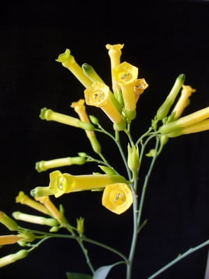 Photo 1 of Nicotiana glauca