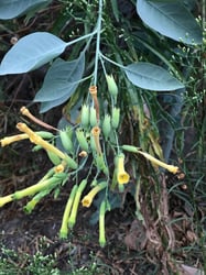 Photo 2 of Nicotiana glauca