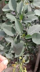 Photo 4 of Nicotiana glauca