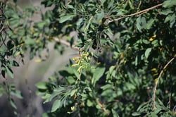 Photo 3 of Nicotiana glauca