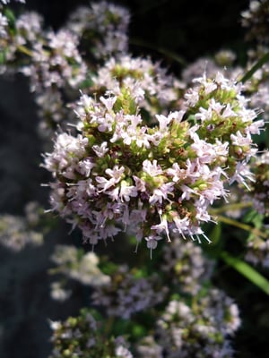Photo 1 of Origanum majorana