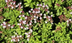 Photo 3 of Origanum majorana