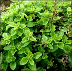 Photo 6 of Origanum majorana