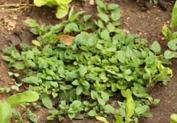 Photo 8 of Origanum majorana