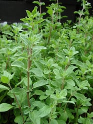 Photo 2 of Origanum majorana