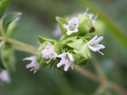 Photo 5 of Origanum majorana