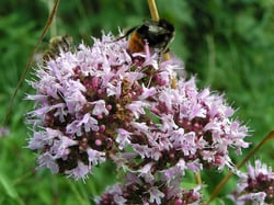 Photo 4 of Origanum majorana