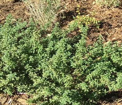 Photo 9 of Origanum majorana