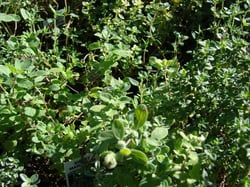 Photo 7 of Origanum majorana