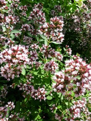 Photo 4 of Origanum vulgare