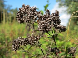 Photo 5 of Origanum vulgare