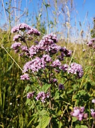 Photo 3 of Origanum vulgare