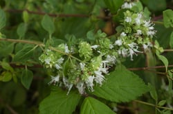Photo 9 of Origanum vulgare