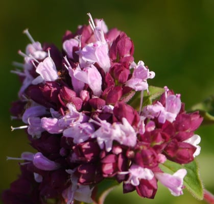 Photo 1 of Origanum vulgare