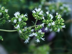 Photo 6 of Origanum vulgare