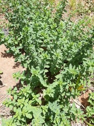 Photo 2 of Origanum vulgare